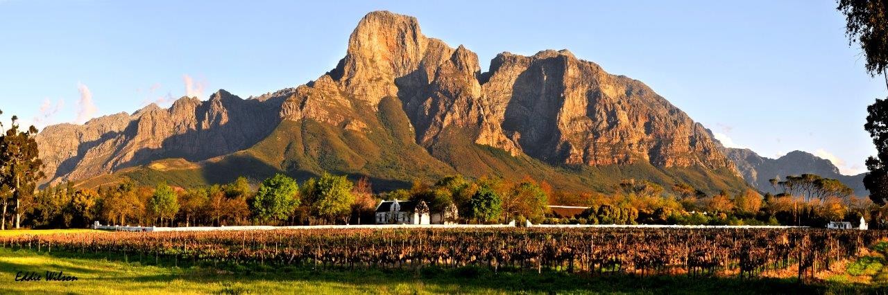 Phenomenal Women_Auction_Boschendal Wine Estate (3)